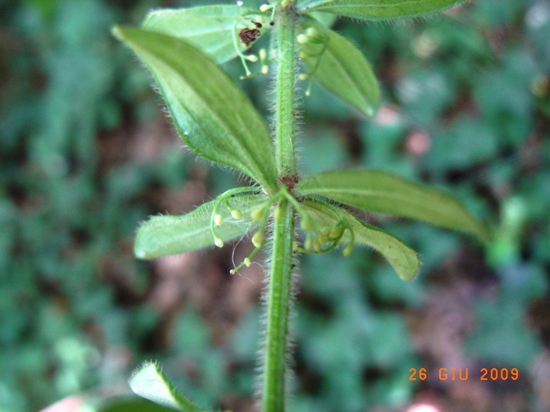 Cruciata glabra